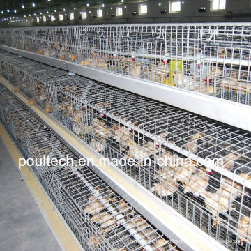 Cage de poulet Poul Tech Pullet (A Frame)